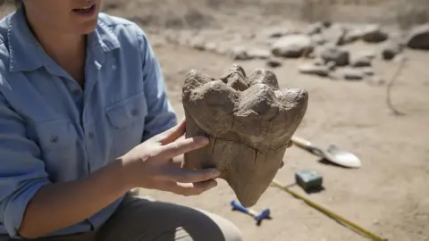 «Мурашки по спине»: геолог случайно нашла в Калифорнии огромный зуб мастодонта