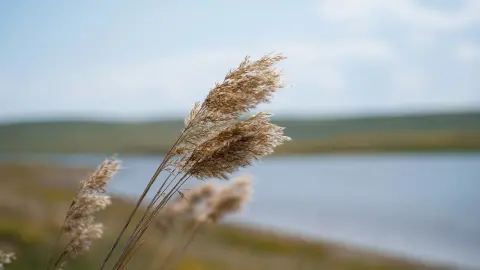 По розовому озеру в Сибири ходит грузовой поезд и собирает соль со дна